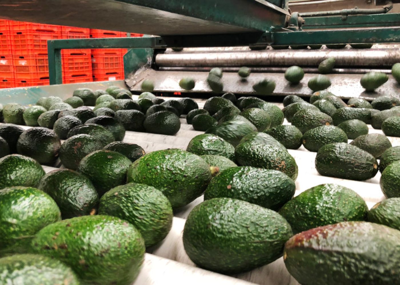 mexicoavos264294521_slide-03534197da80cbf89976bee128e86bd880138485-s900-c85 (1)